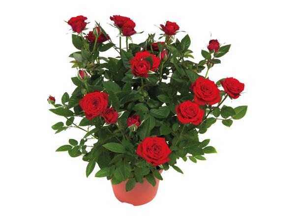Mini Rose