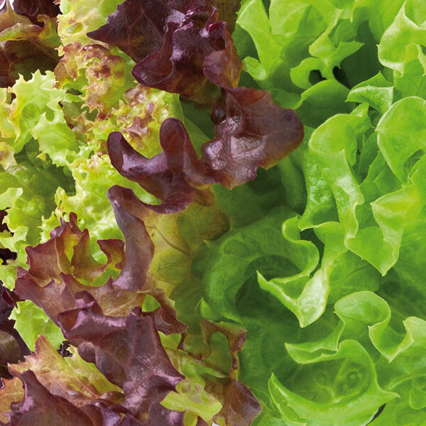 Bio-Salat