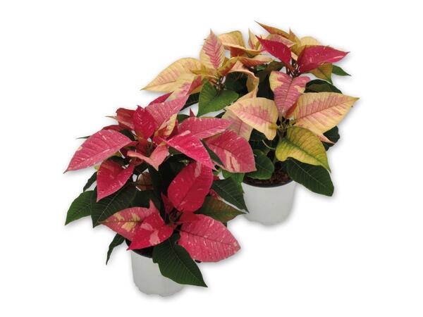 Poinsettia