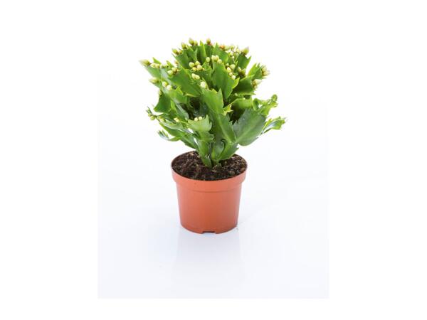 Christmas Cactus