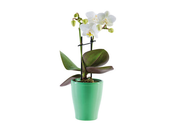 Mini Orchid in Ceramic Pot