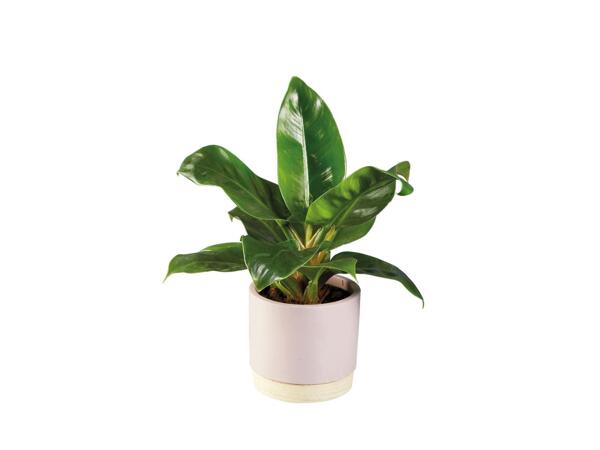 Plants in Woodbase Pot