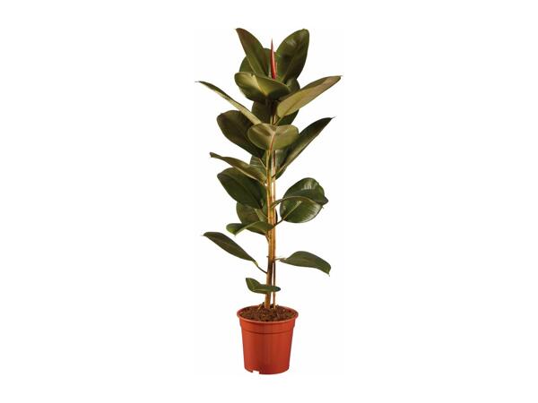 Large Green Houseplants