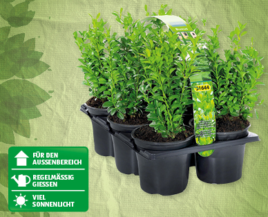 GARDENLINE(R) Buxus