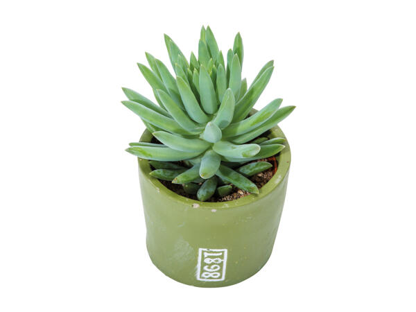 Succulent