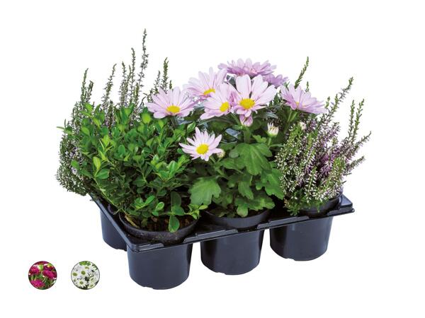 Plantes d'extérieur div.