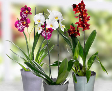 Orchideenvielfalt