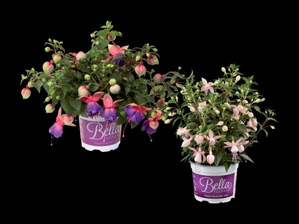 Fuchsie (stehend oder hängend)