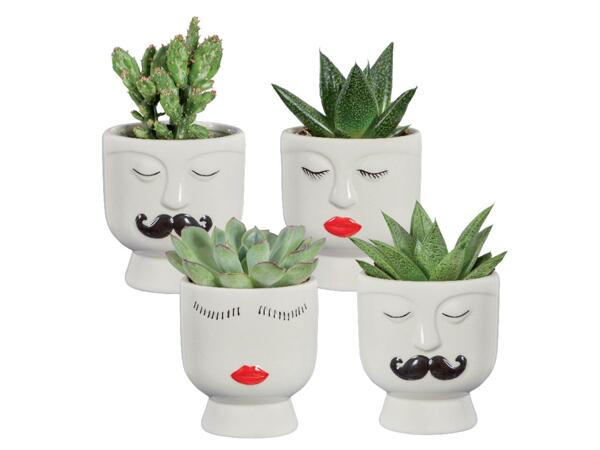 Succulents in magnetic pot