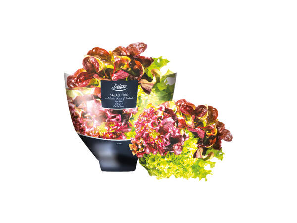 Mixed Leaf Lettuce / Salatrio