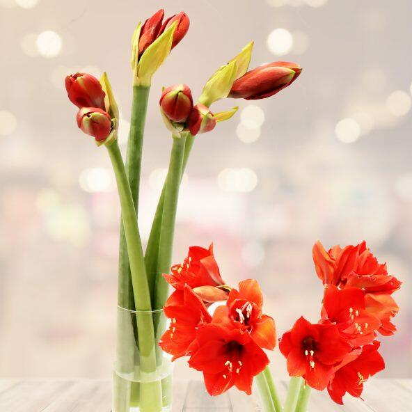 Amaryllis