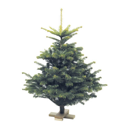 Juletræ på fod