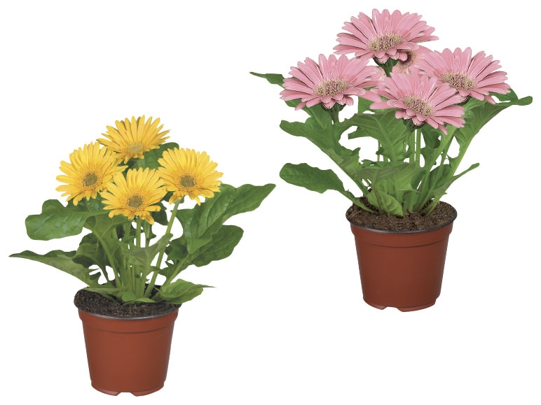 Flowering Plants
