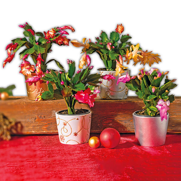 Weihnachtskaktus