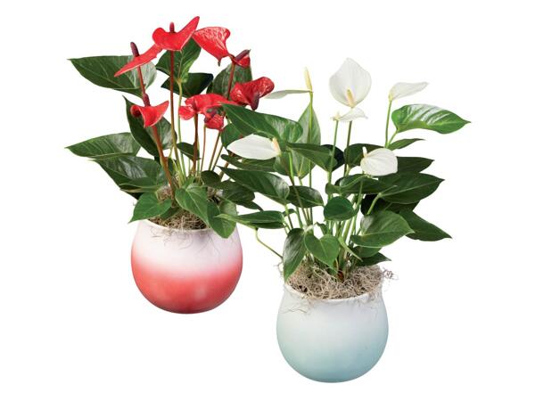 Anthurium "Super Mamma"