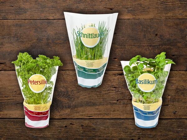 Herbes aromatiques