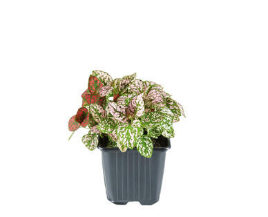 Ferns 90mm