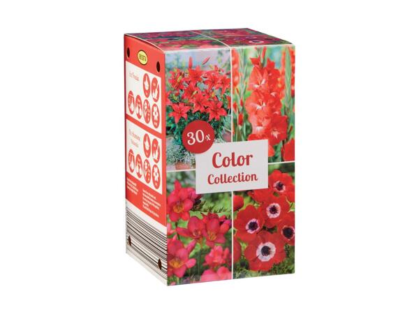 Colour Collection Bulbs
