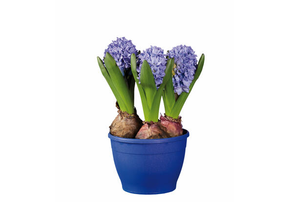 Potted Hyacinth Bulbs