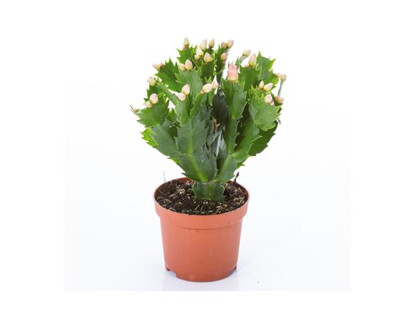Christmas Cactus