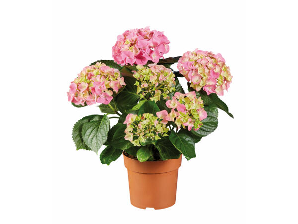 Hydrangea