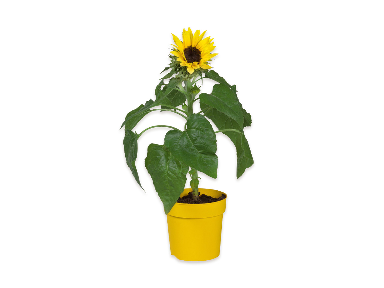 Solros