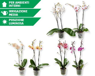 Phalaenopsis