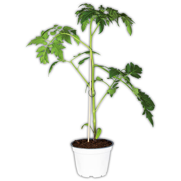 Tomatenpflanze