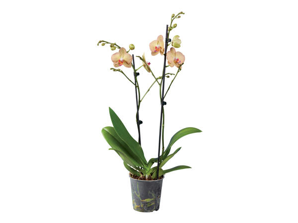 2 Stem Orchid
