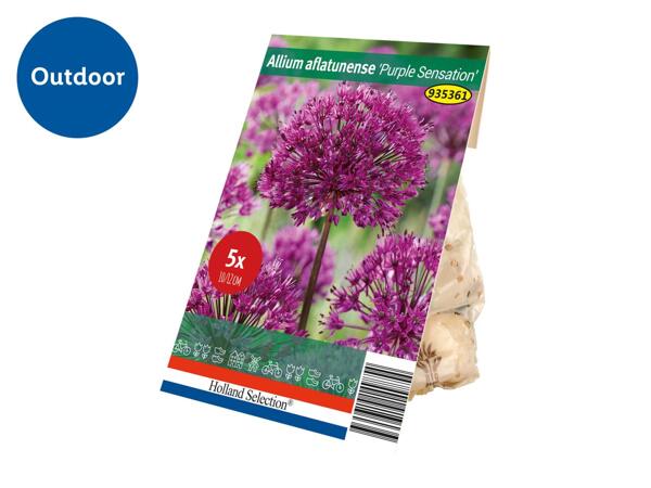 Spring Flowering Bulb Allium Aflatunense "Purple Sensation"