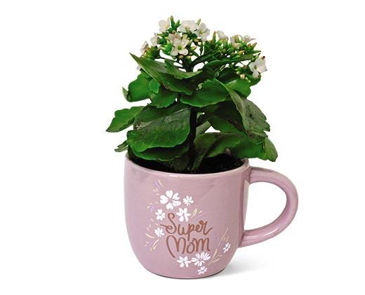 Kalanchoe in Mug Assorted Colors