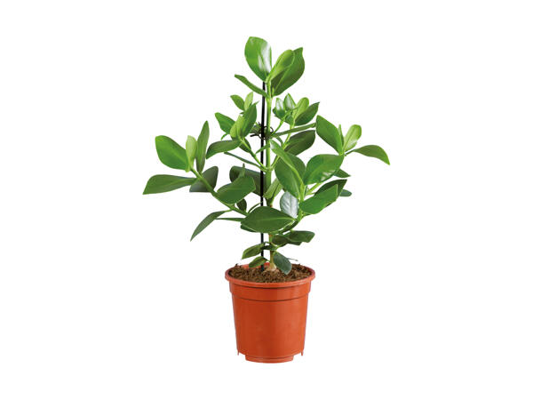 Grøn plante