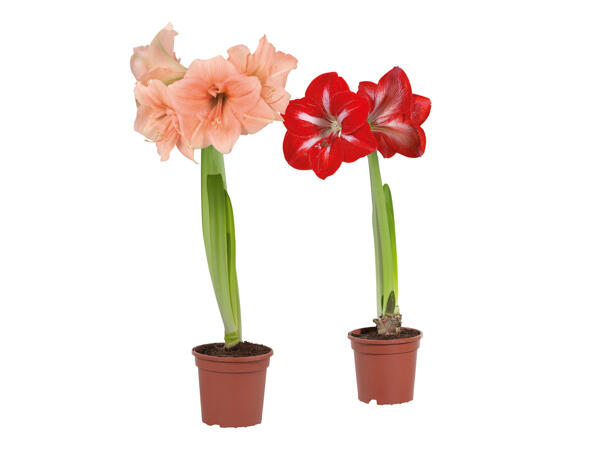 Amaryllis 1 stem