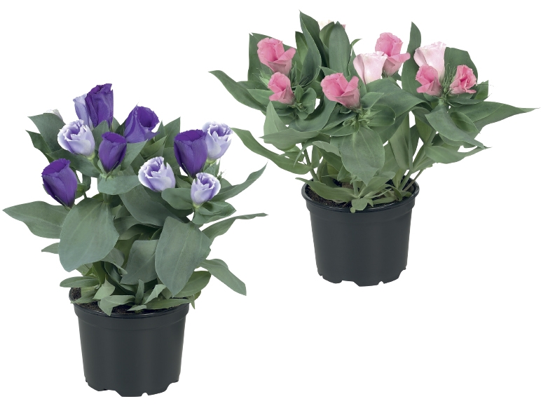 Lisianthus
