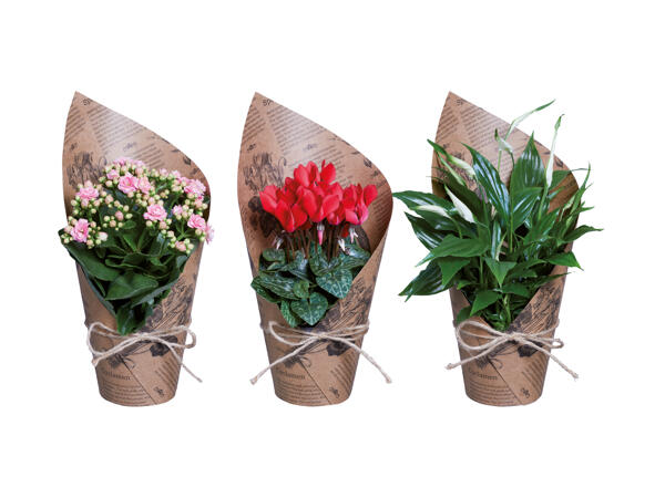 Flowering Plants