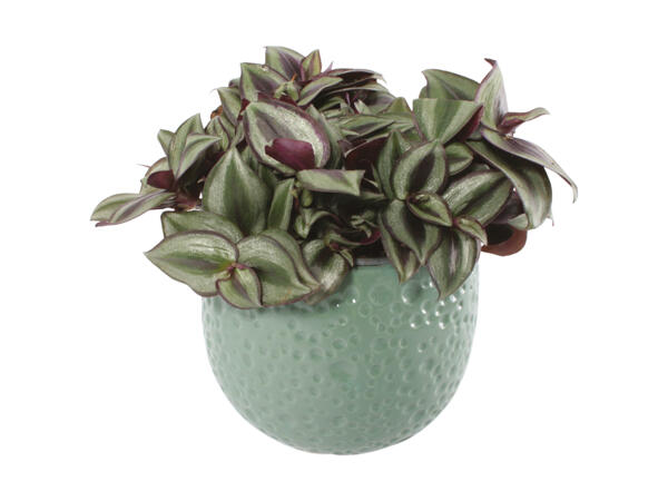 Grøn plante i keramik