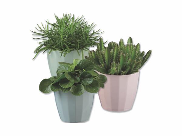 Green Plants