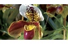 Orchidée Frauenschuh Paphiopedilum
