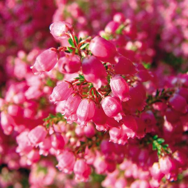 Erica gracilis