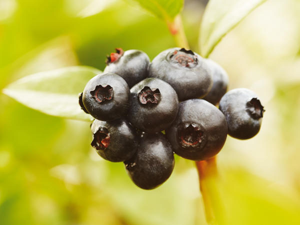 Blaubeere im Topfcover