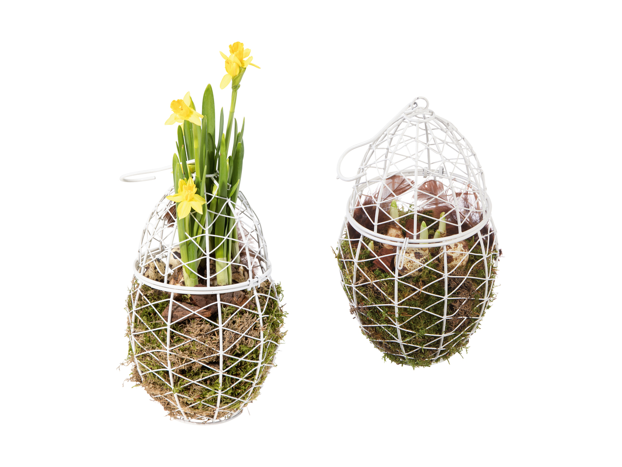 Narcisses dans un œuf en métal
