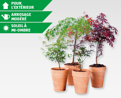 Érable GARDENLINE(R)