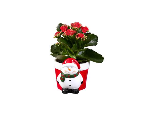 Pottery Christmas Figures with Kalanchoe