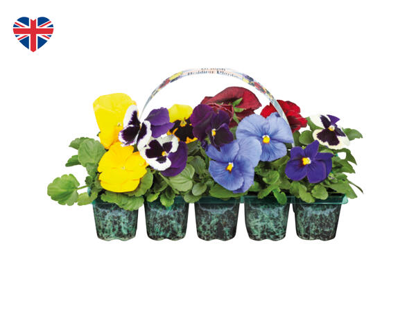 British Bedding Plants