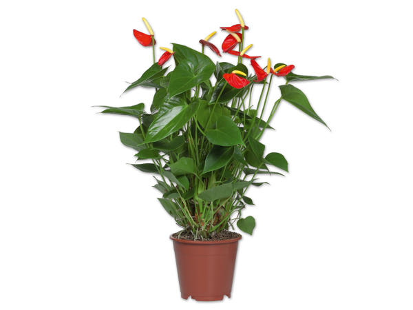 Anthurium andraeanum