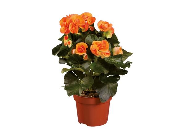 Begonia Selection