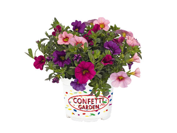 Confetti Garden Plants