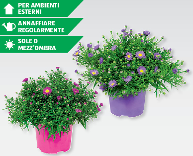 Aster autunnali