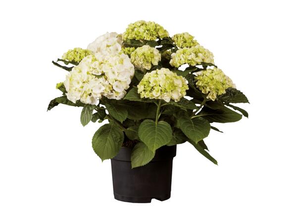 Havehortensia