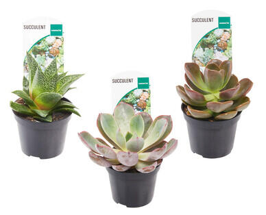 Succulents 65mm